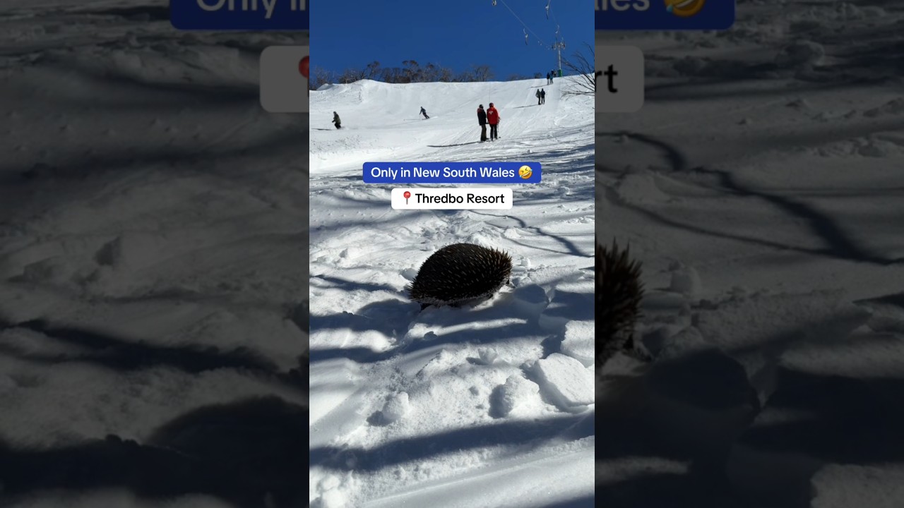 10cm of Fresh Snow Overnight in NSW! ❄️🐾 Echidna Enjoys the Snow 😱🇦🇺 #snow #nsw #australia