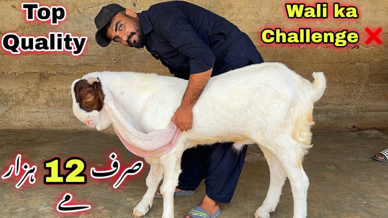 Wali kareem Goat Farm Top Quality Gulabi Bakra Le Aya 😍| Gulabi Breedars | Bakra Mandi 