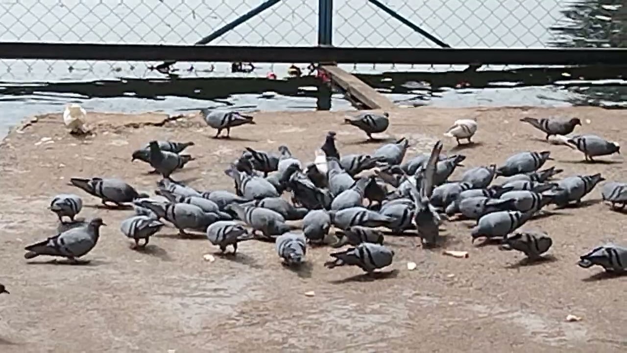 Save Birds, Feed Birds, Free Birds from cages. Pigeon feeding is the noble work ❤️🌹