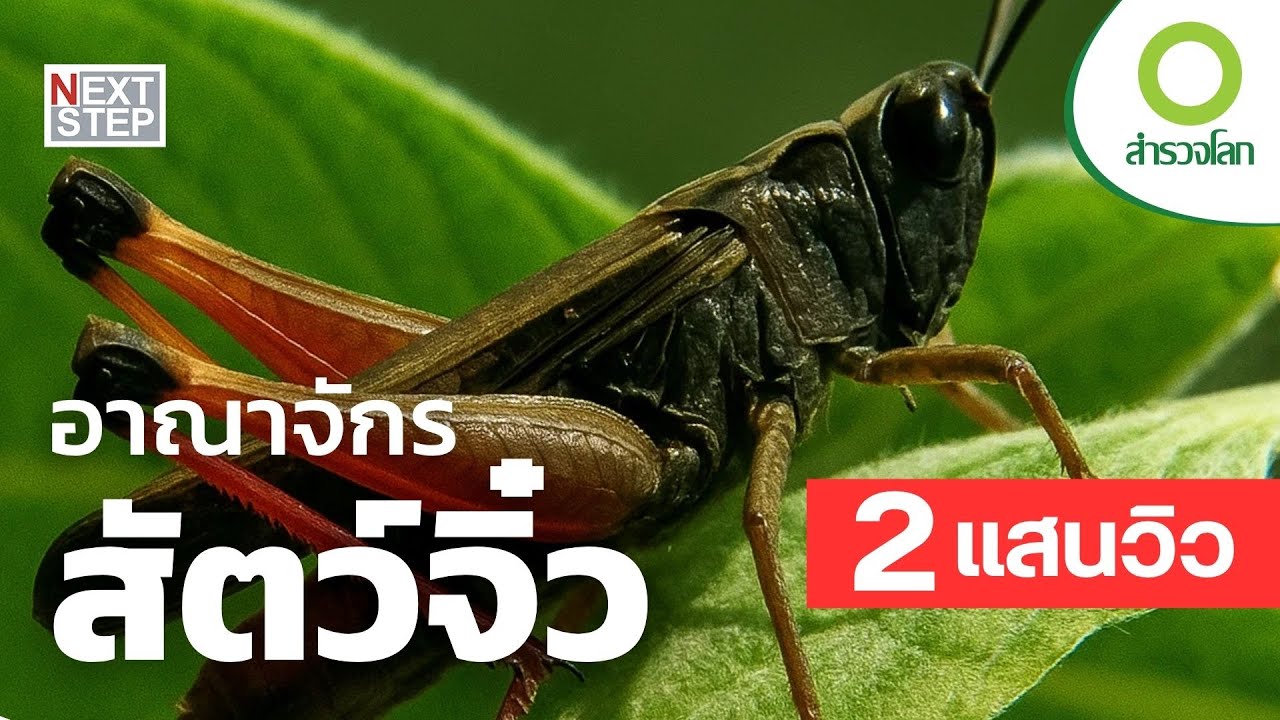 อาณาจักรสัตว์จิ๋ว | สารคดี สำรวจโลก