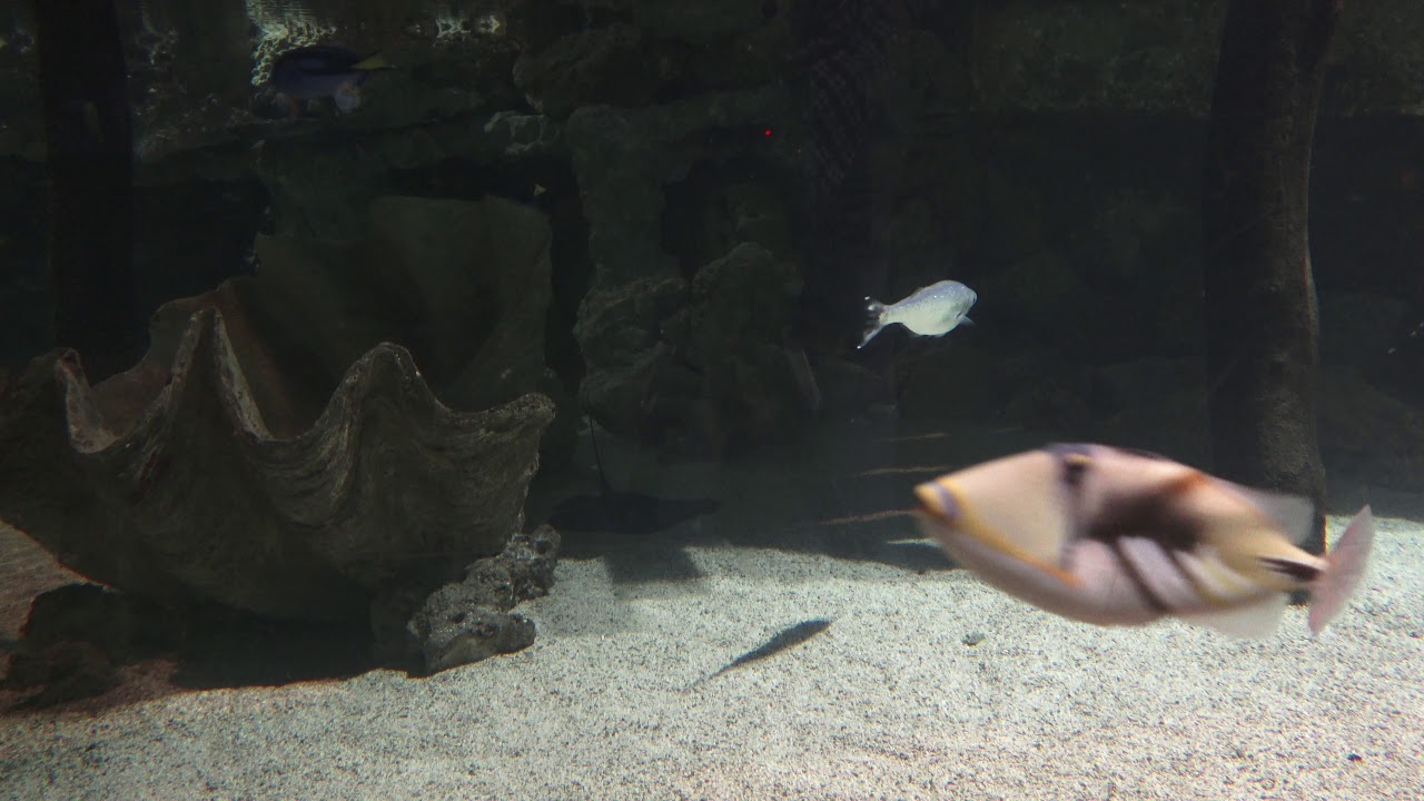 Lagune Tropen-Aquarium Hagenbeck März 2018 4K
