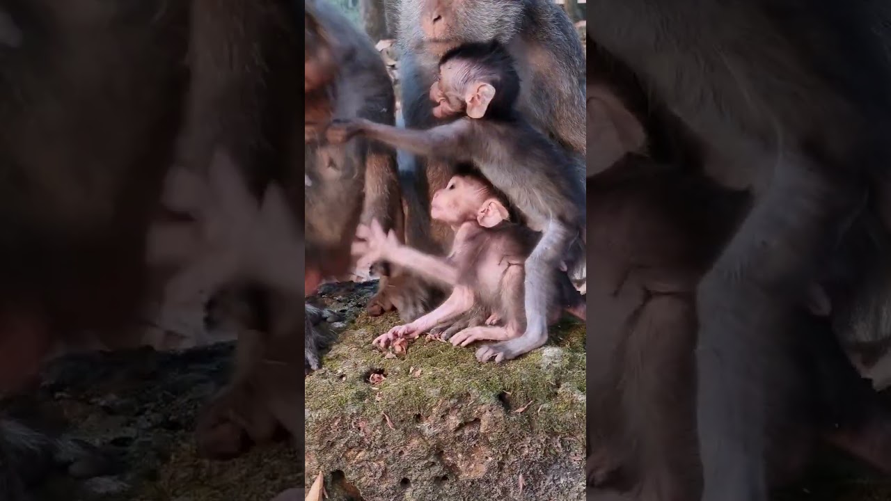Really tiny cute baby monkey life with great mom care well #shorts