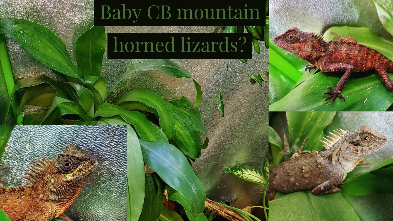 Mountain Horned Lizard (my trio and enclosue)