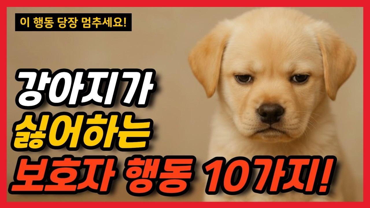 강아지가 싫어하는 보호자 행동 10가지!ㅣ 혹시 지금도 무심코 하고 계신가요? 사랑이라고 믿었던 행동이 강아지를 힘들게해요...
