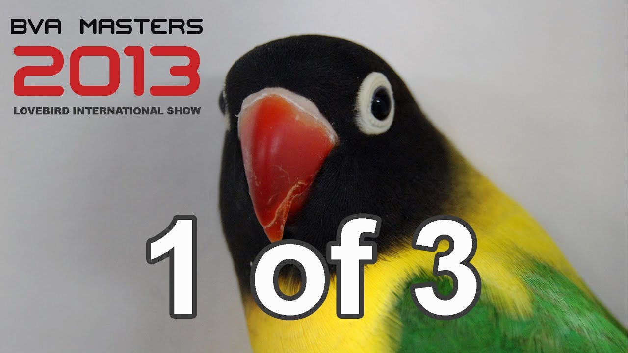 BVA Masters 2013 part 1 of 3