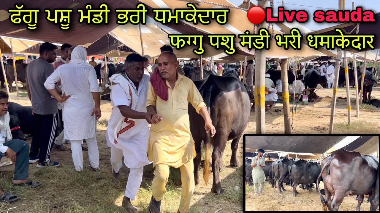 फग्गु पशु मंडी भरी धमाकेदार #live_sauda phaggu pashu mandi bhari dhamaakedaar @farmingbaba buffalo