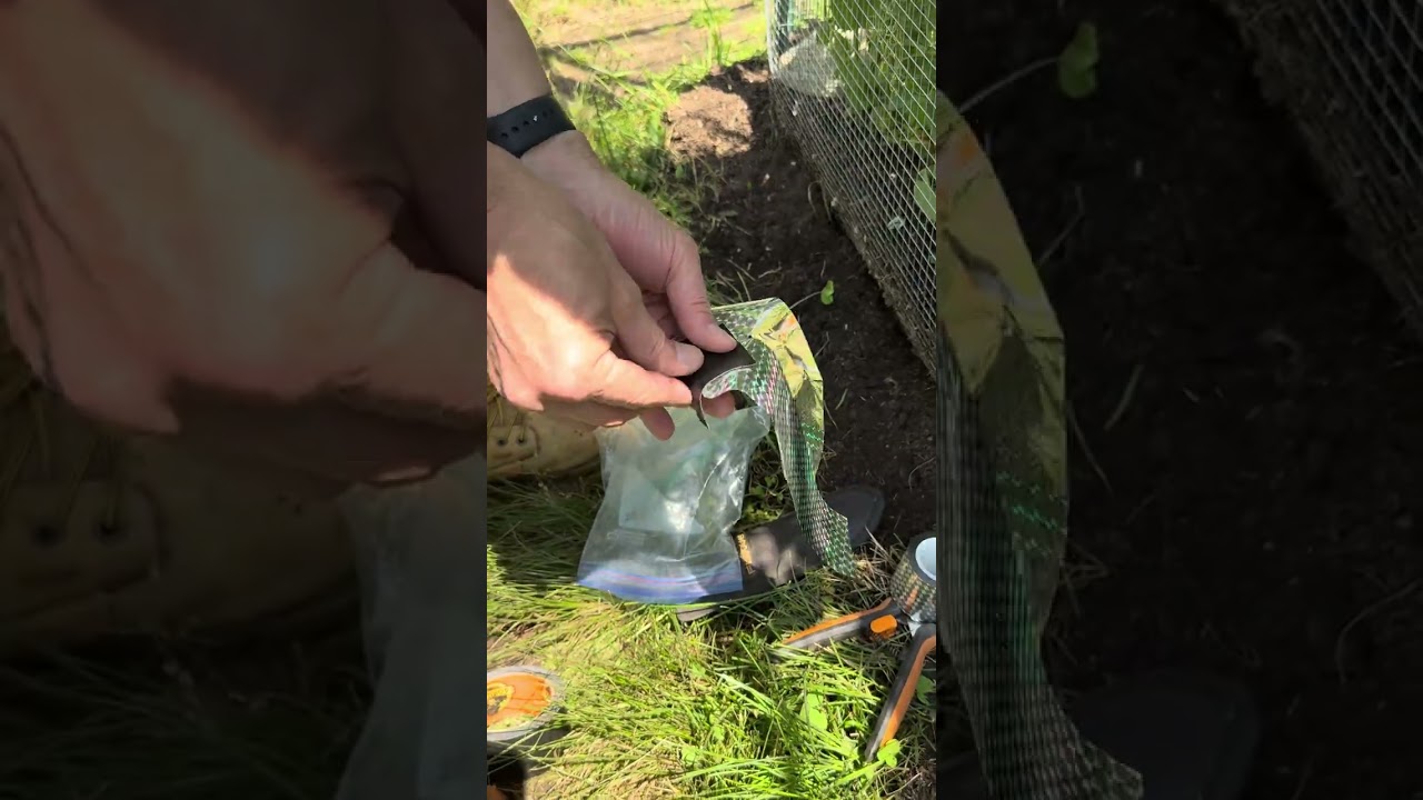 DIY Bird Repellent with Reflective Tape 防鸟小妙招 #garden #tips #asmr