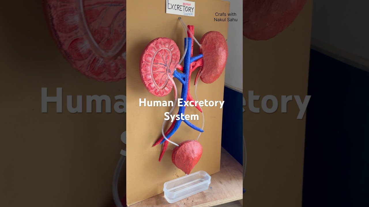 kidney working model #excretory_system | biology Science Project using cardboard #shortsfeed
