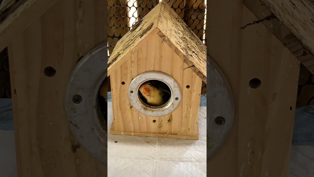NEW CAGE FOR MY HANDFEED (nahanap na rin naman yung nawawalang hamster) #MathewVijandre 