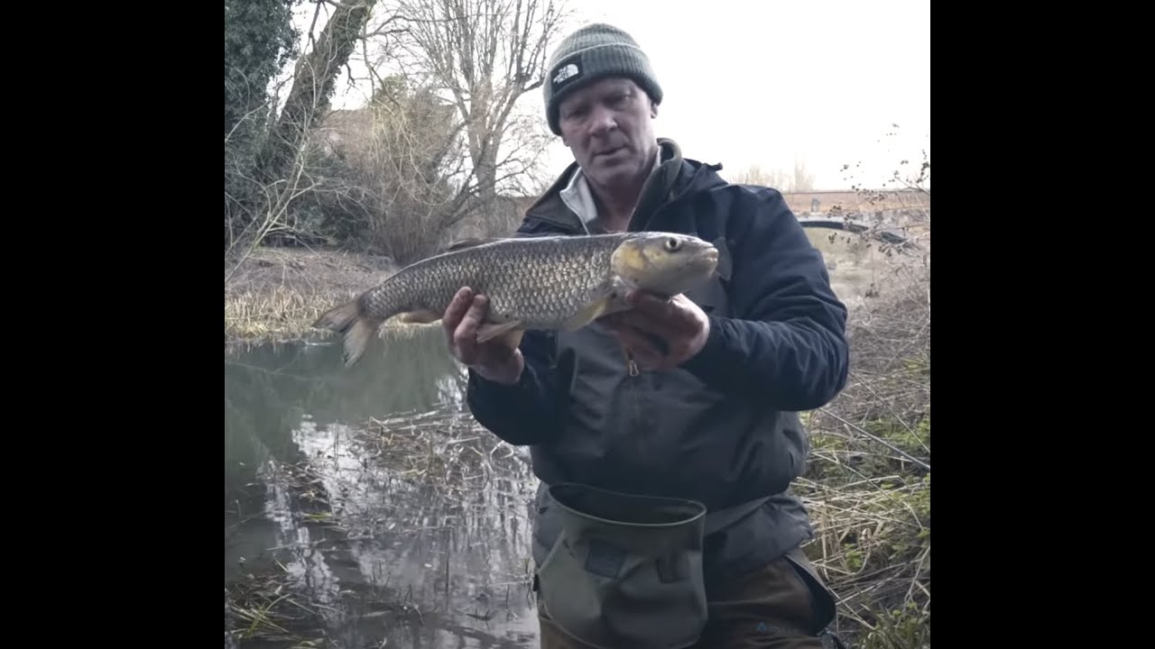 Roach & chub fishing on the river.