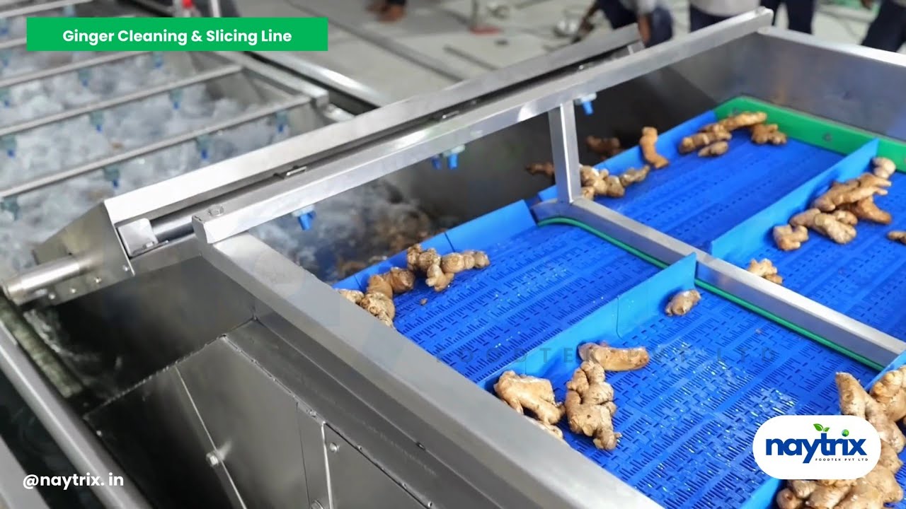 Ginger Washing and Slicing Line | Ginger Washing Line | #gingerwashing #gingerslicer #slicer