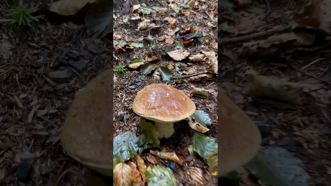 Porcini 2023 Val Grande  da paura