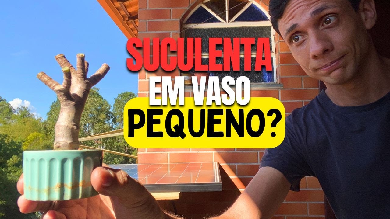 Como engrossar e cultivar suculenta em um vaso pequeno - Bonsai de Jade