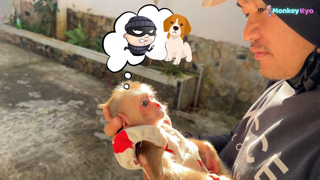 Baby monkey Kyo and her DaD go to find the kidnapped puppy Messi  Unexpected ending