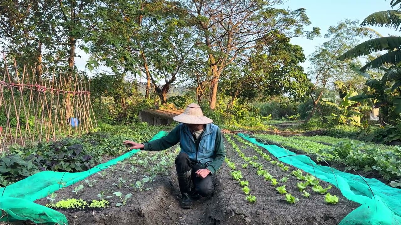 美生菜種植：追肥有契機～幾天以倍數增大《結球萵苣》