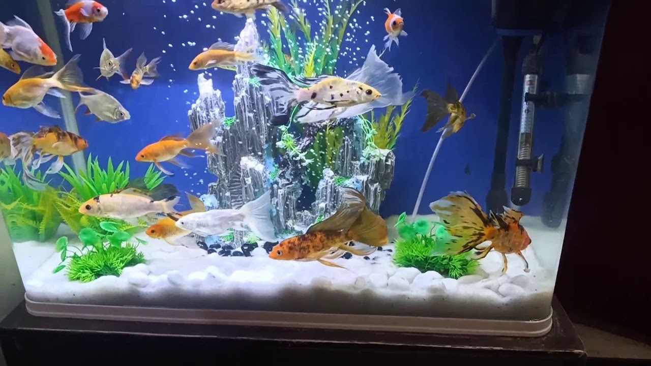 MY OVERSTOCKED AQUARIUM Short clip(read discription)