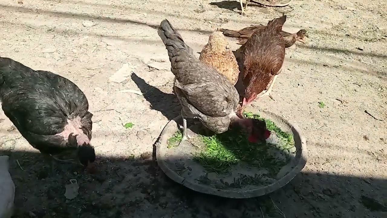 دجاج عرب وفراخ 🐣🐣🐓