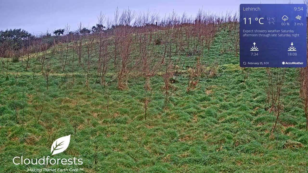 Native Woodland Gift Tree Grove From Cloudforest One Lahinch