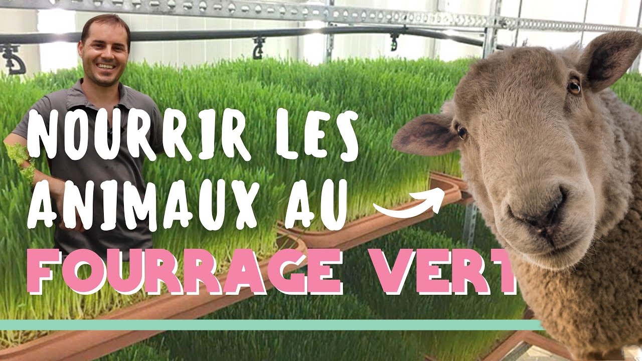 Il produit du fourrage vert avec tr&egrave;s peu d'eau 🐏 🌱