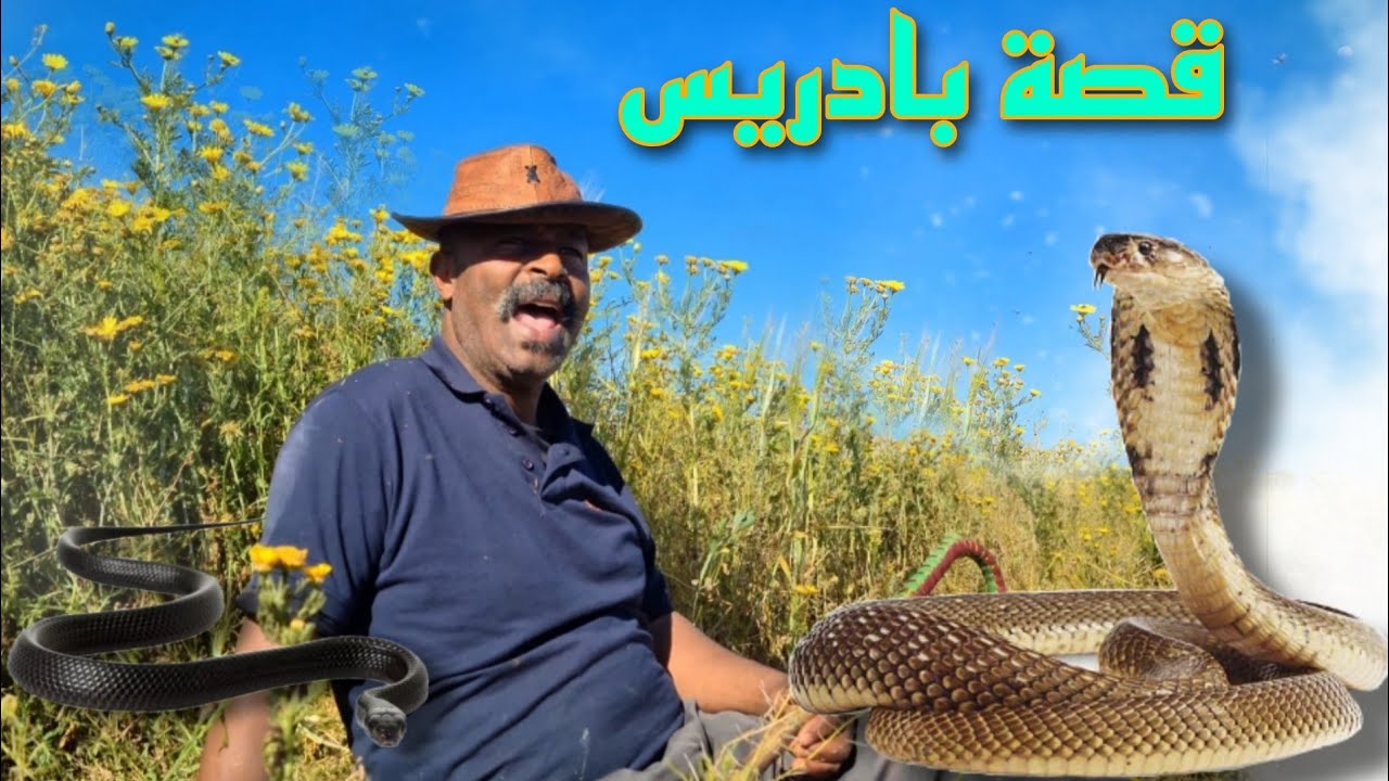 قصة بادريس مع تعبان🐍 ليخرج ليه من وسط ربيع