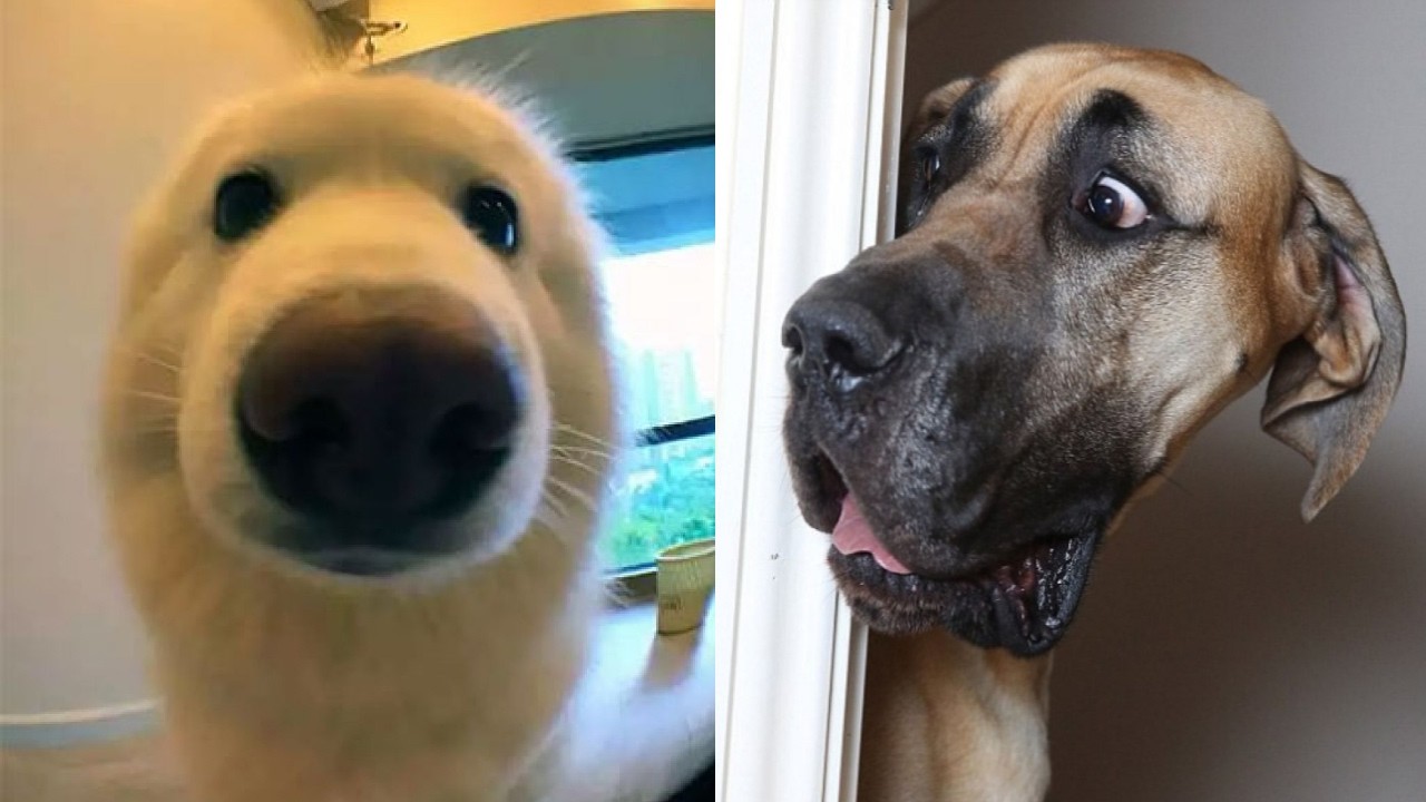 🐶😂 Посмотрите, как эти собаки дарят веселье: незабываемые смешные моменты! 🐾😄