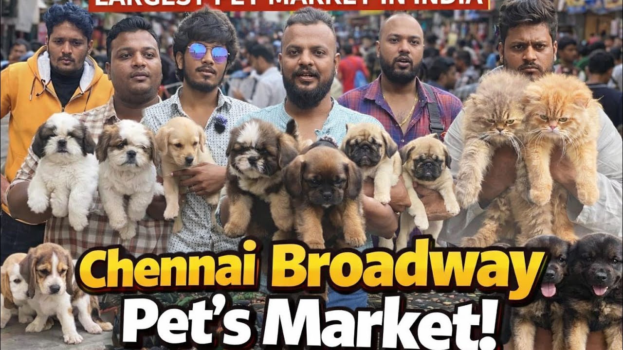 🤯💥 broadway pet market|| sunday market || khozhi market #petmarket #chennaipetmarket 