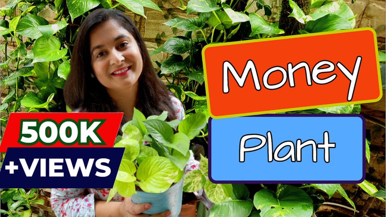 🔴Money Plant Complete Tips ऐसे करे इसको घना /Propagate, Care and make bushy / #gardening #moneyplant
