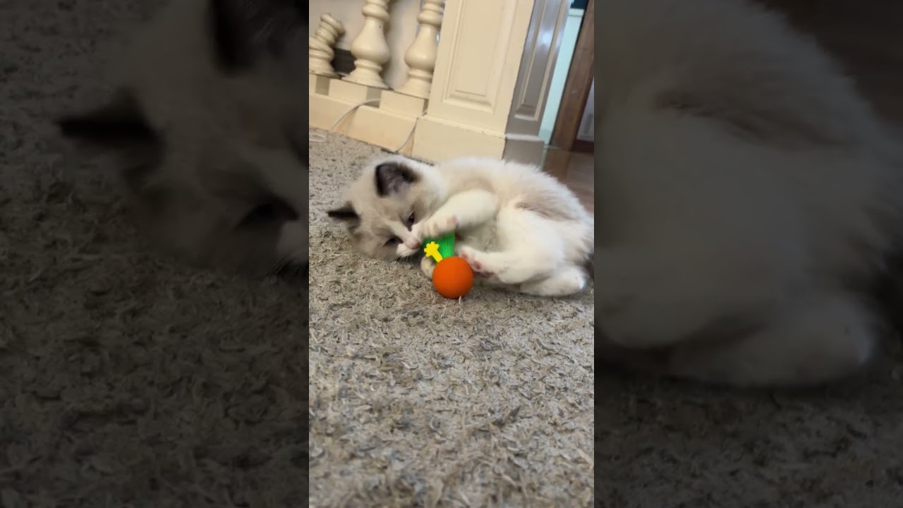 Dino 9 weeks