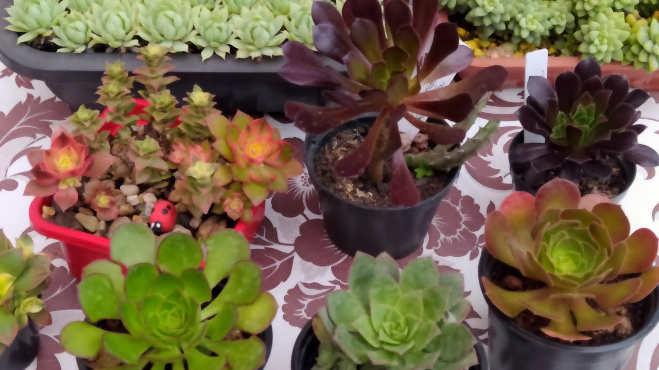 7 Espécies de Suculentas Aeonium:/Com Dicas de Cultivo...