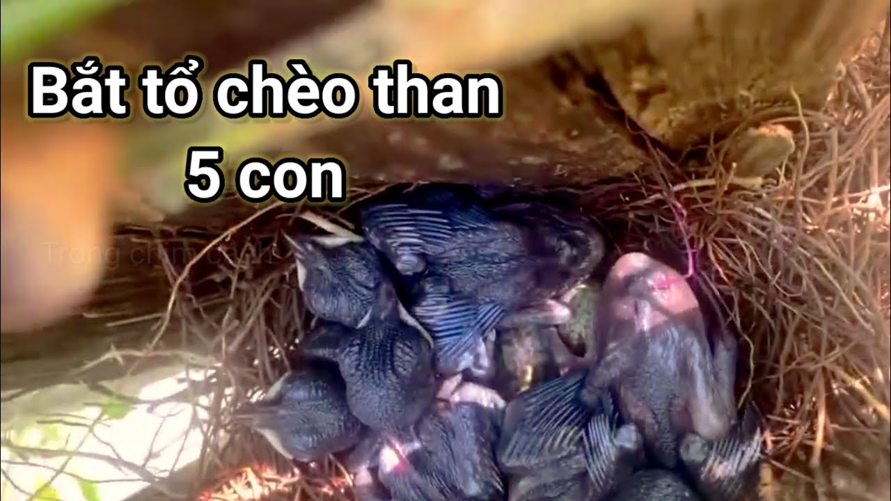 Bắt tổ chim chèo than đầu mùa 5 con