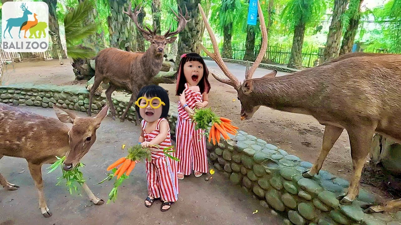 Kasih Makan Rusa Raksasa Kijang dan Wallaby - Mengenal Binatang Bali Zoo