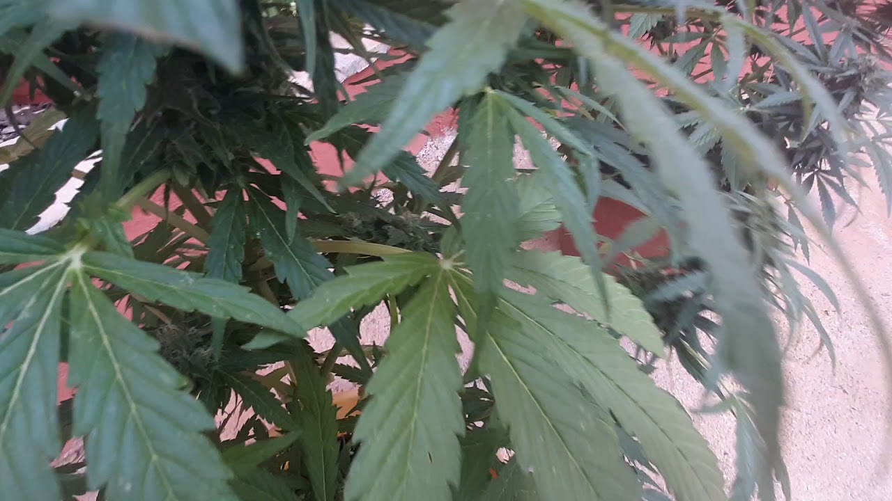 og kush auto floraci&oacute;n segundo seguimiento