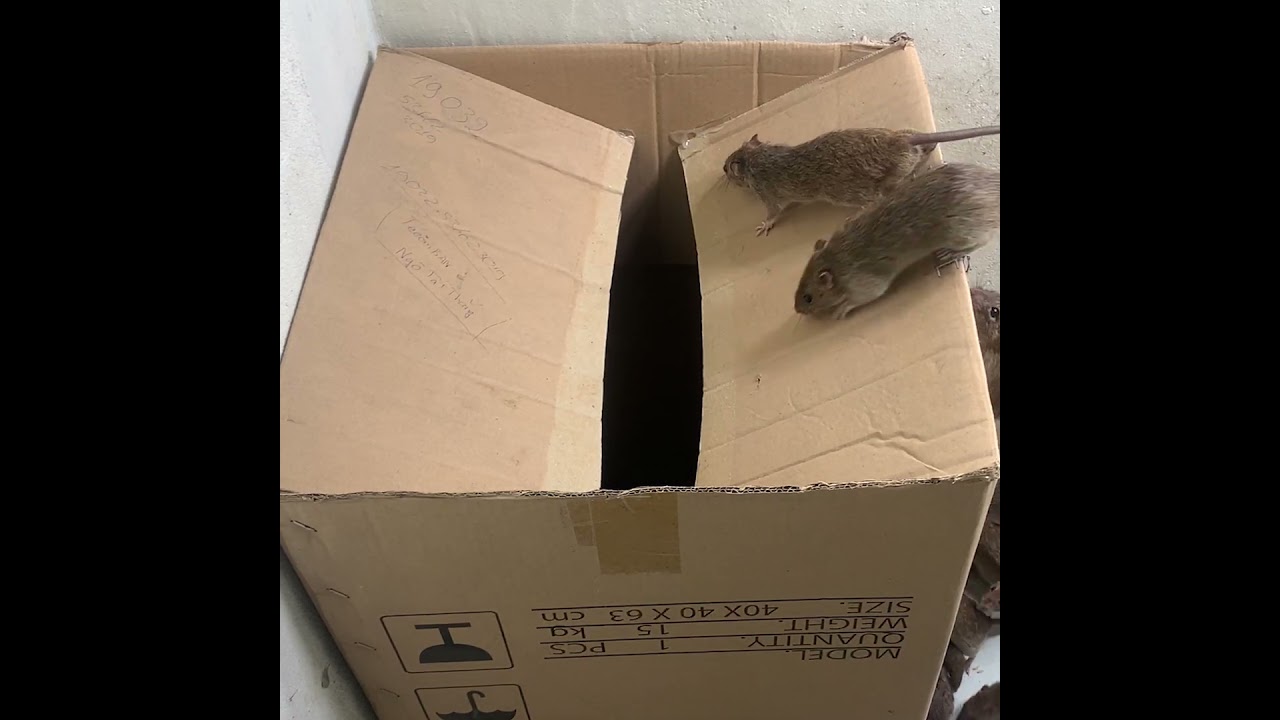 DIY mousetrap // Simple mouse trap with an old cardboard box