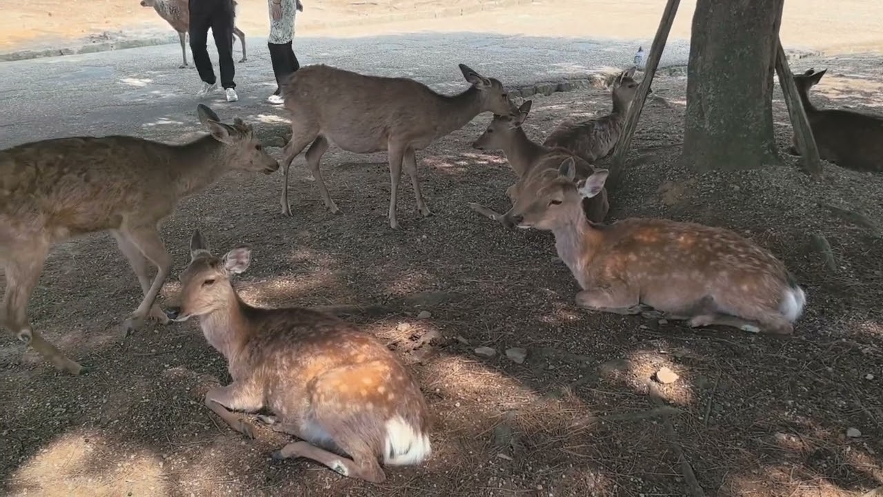 Nara Park