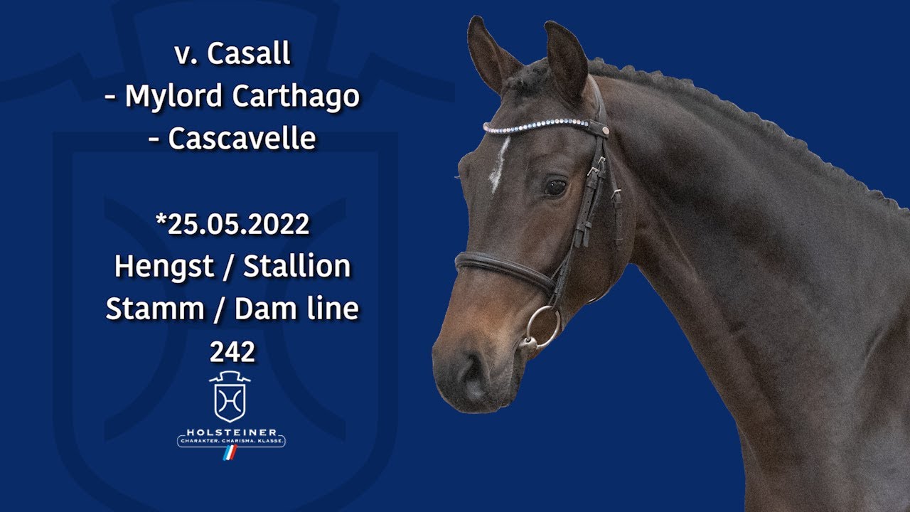 Holsteiner Körlot 2024 | Nr. 10 Casall - Mylord Carthago - Cascavelle