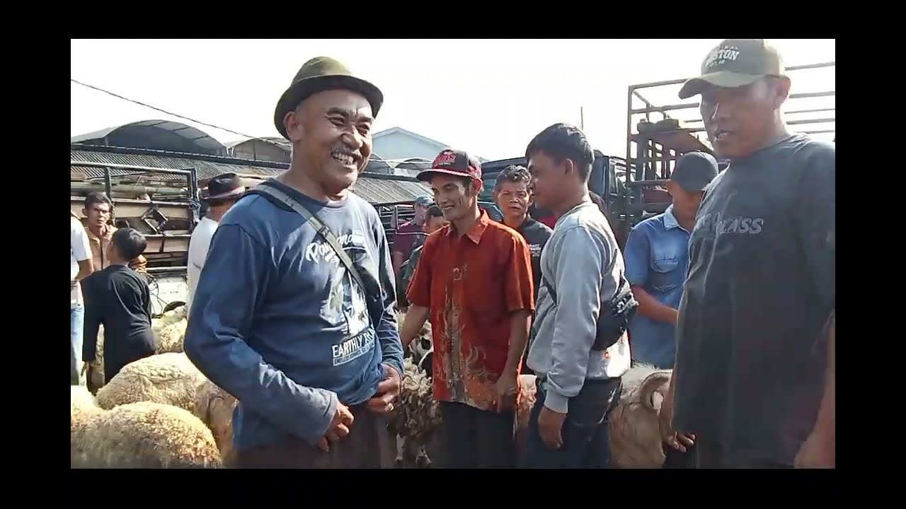 Update Harga Kambing Dan Domba Pasar Hewan Citeko Plered Kabupaten Purwakarta, Kamis 16 April 2026