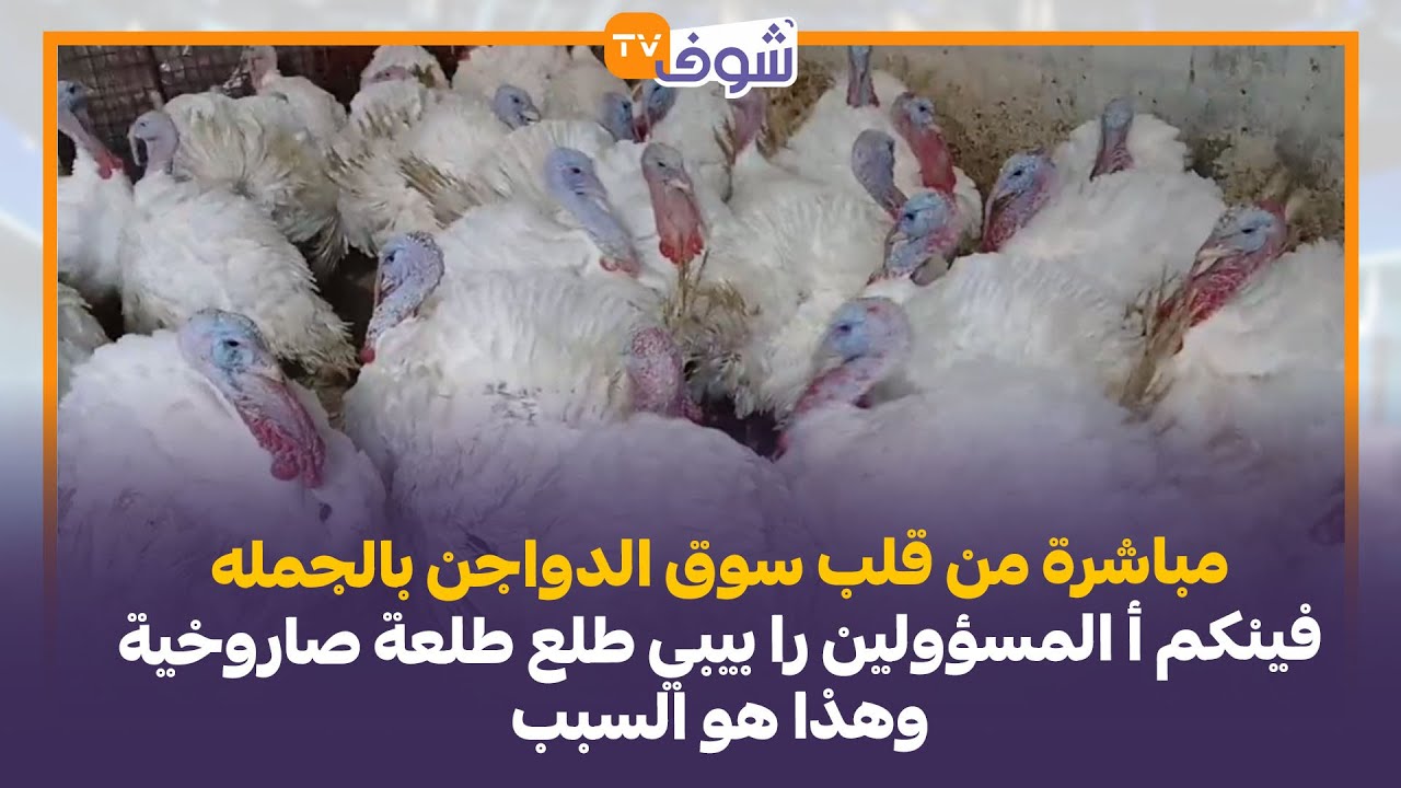 من قلب سوق الدواجن بالجمله بالدارالبيضاء....فينكم أ المسؤولين را بيبي طلع طلعة صاروخية وهذا هو السبب
