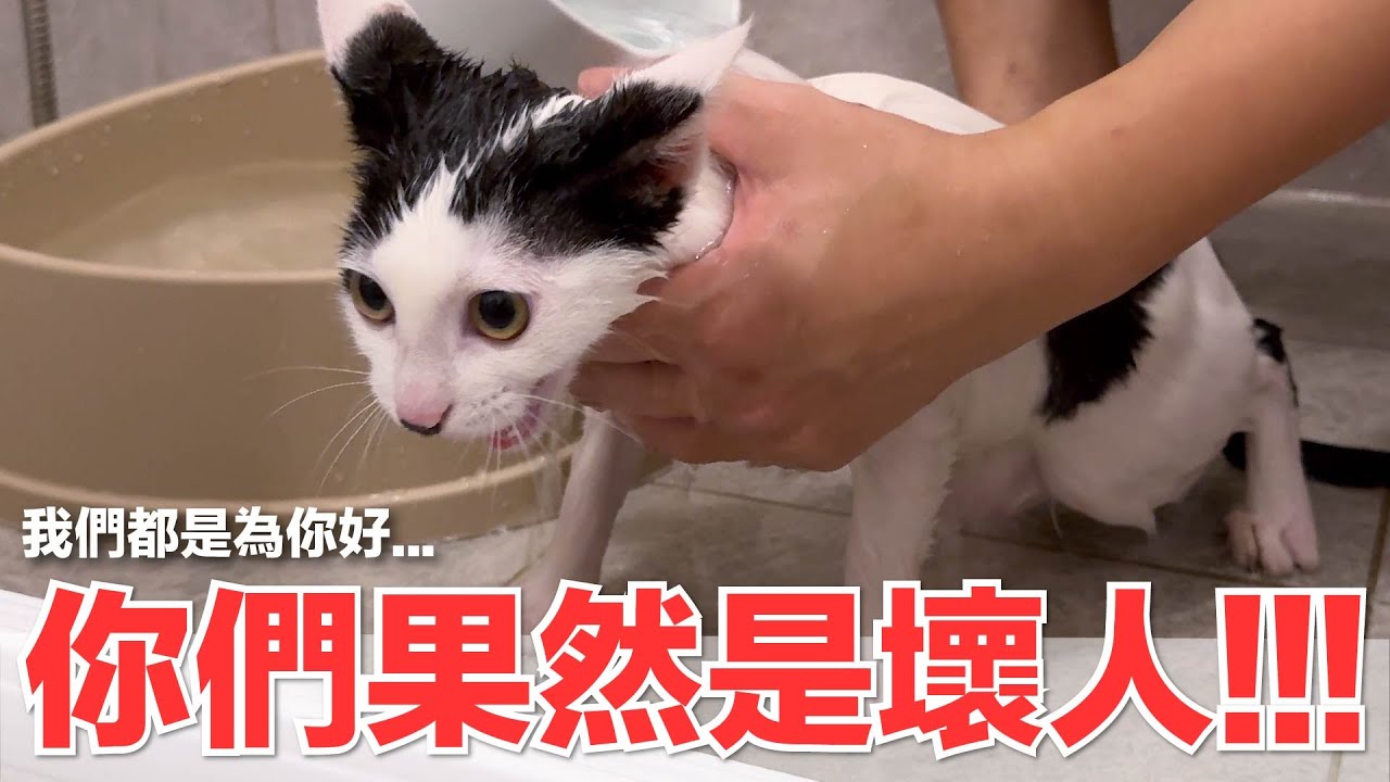 【好味小姐】你們果然是壞人！我們都是為你好...｜好味貓日常229