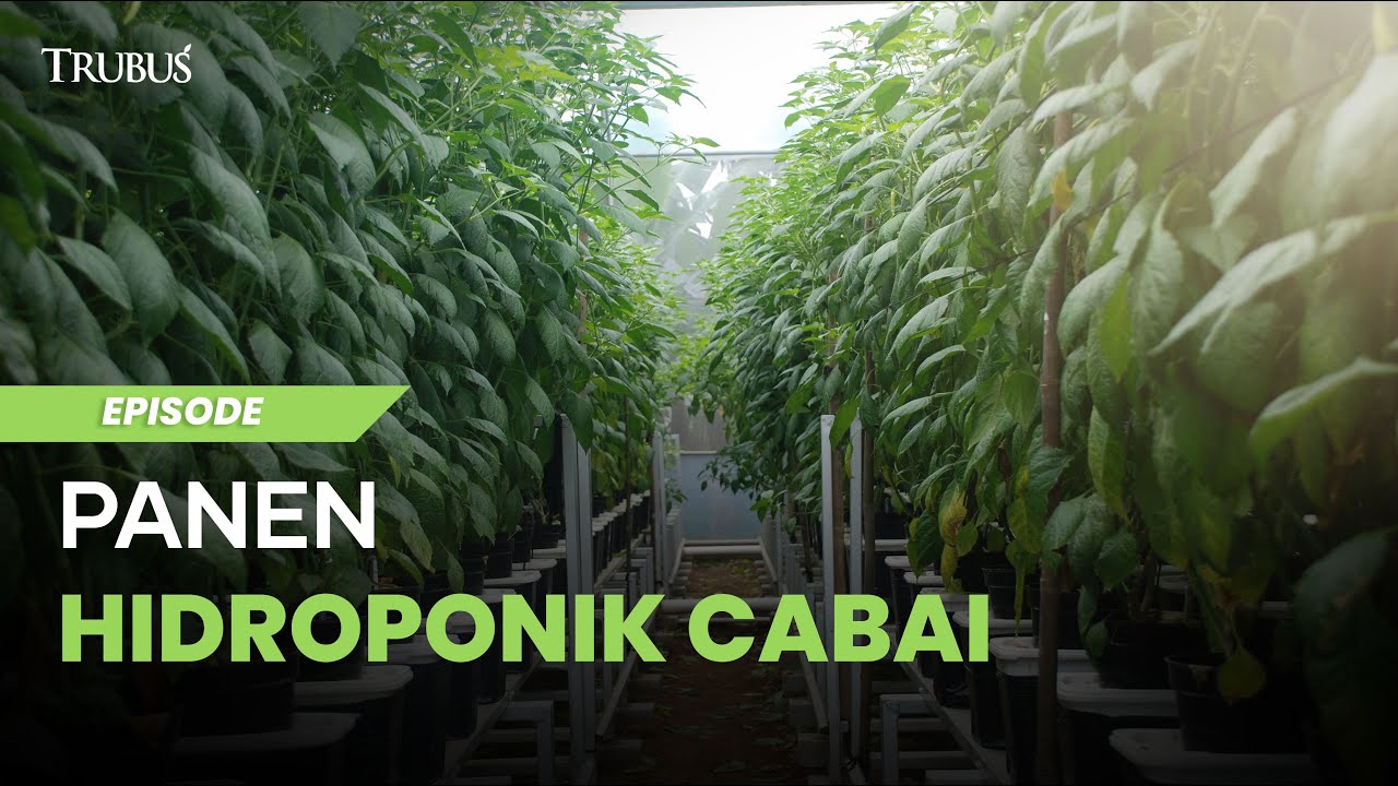 Cabai Hidroponik Panen Melimpah
