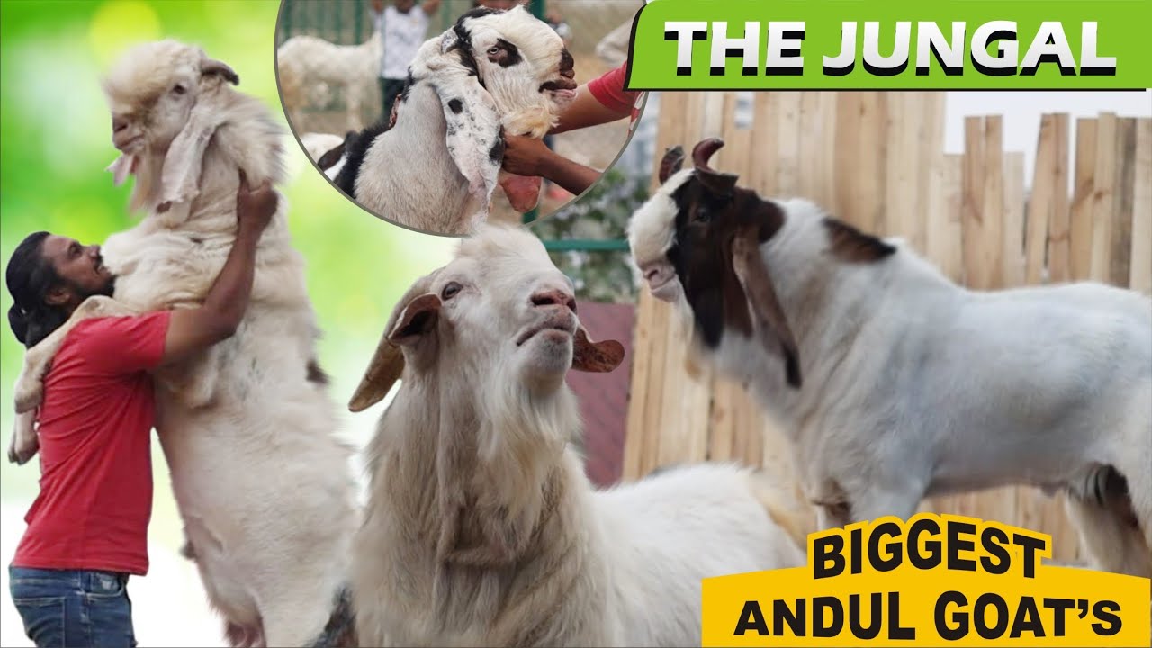 Biggest Andul Goats Collection At The Jungle PUNE
