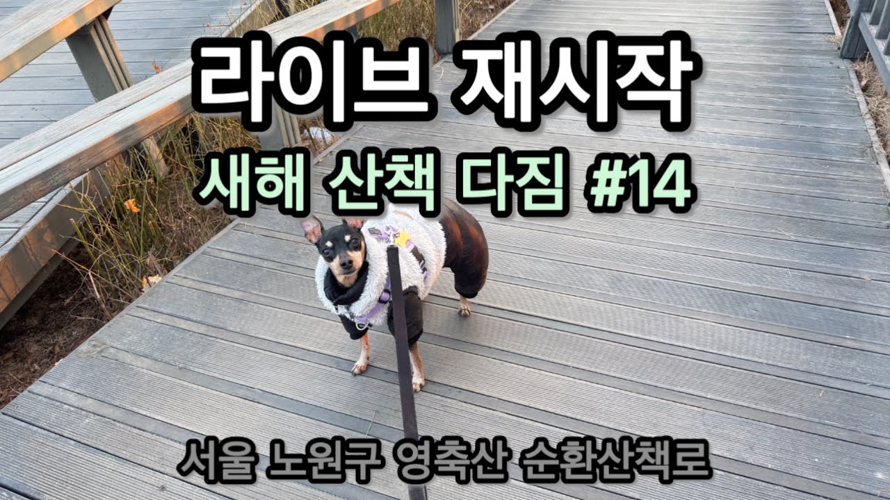 단오·담이 산책 라이브 재시작