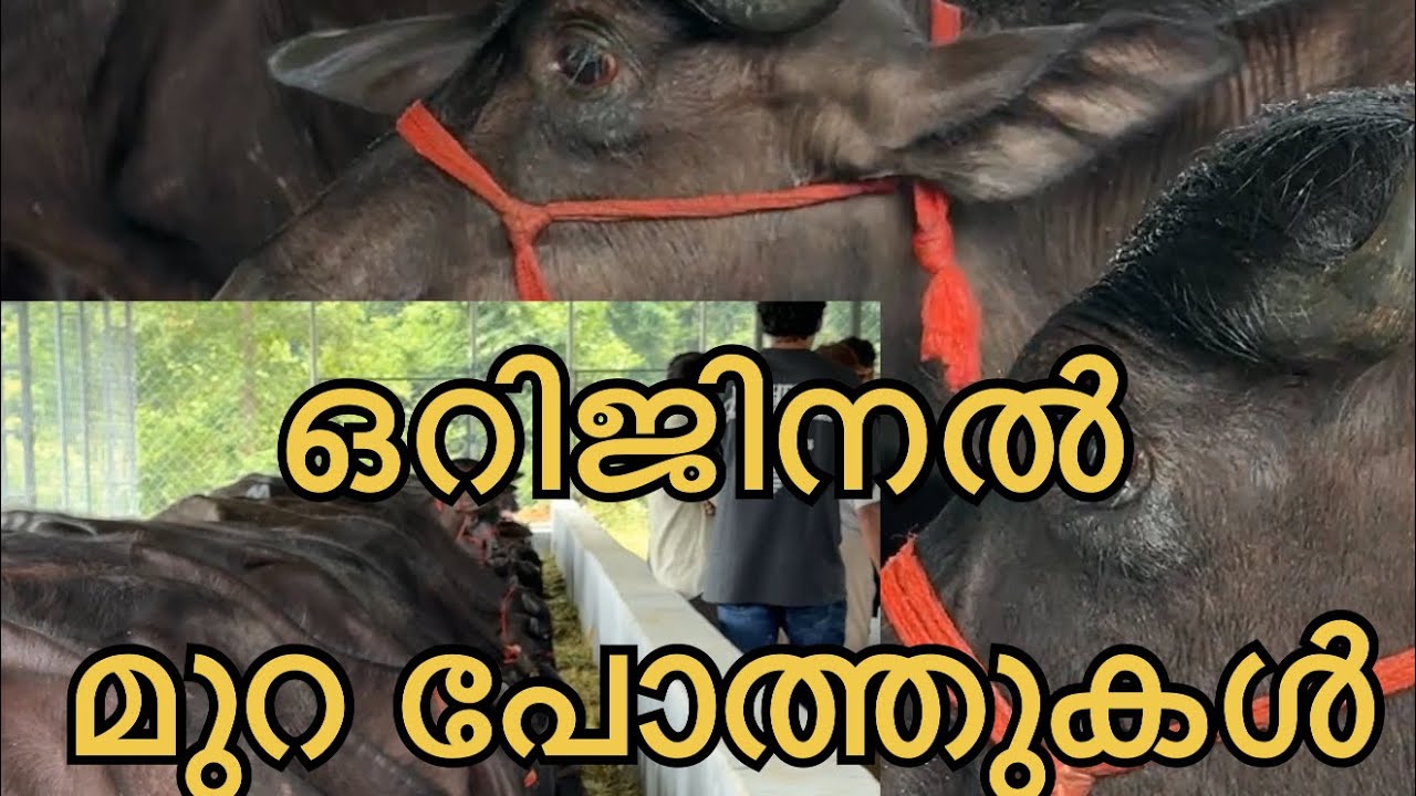 നല്ല മുറ പോത്തും കുട്ടികൾ #farming #keralafarming 