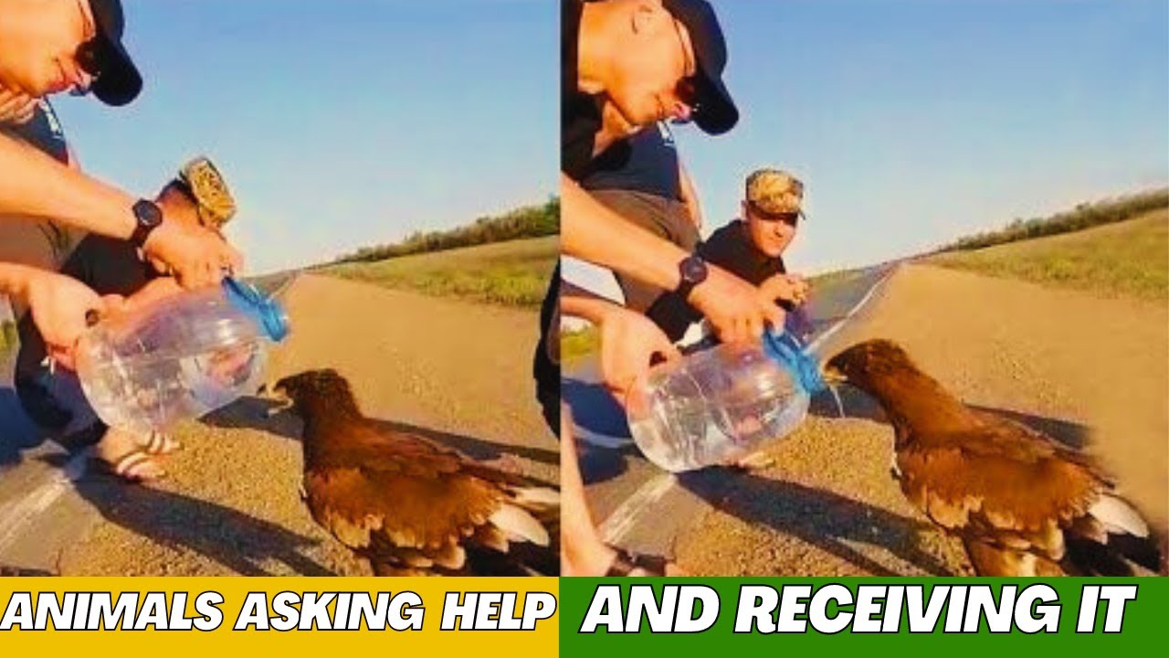 ANIMALS That Asked People for HELP & KINDESS!