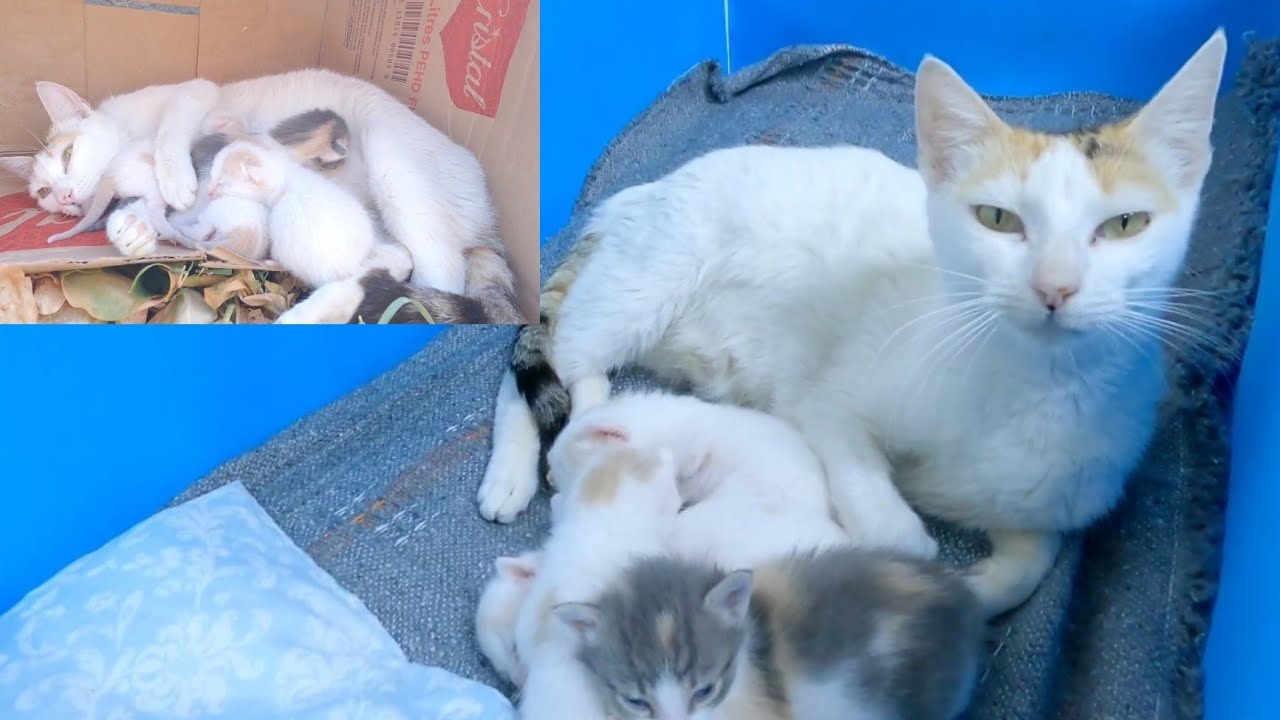 Life is born out of suffering || The story of saving a cat and its kittens.