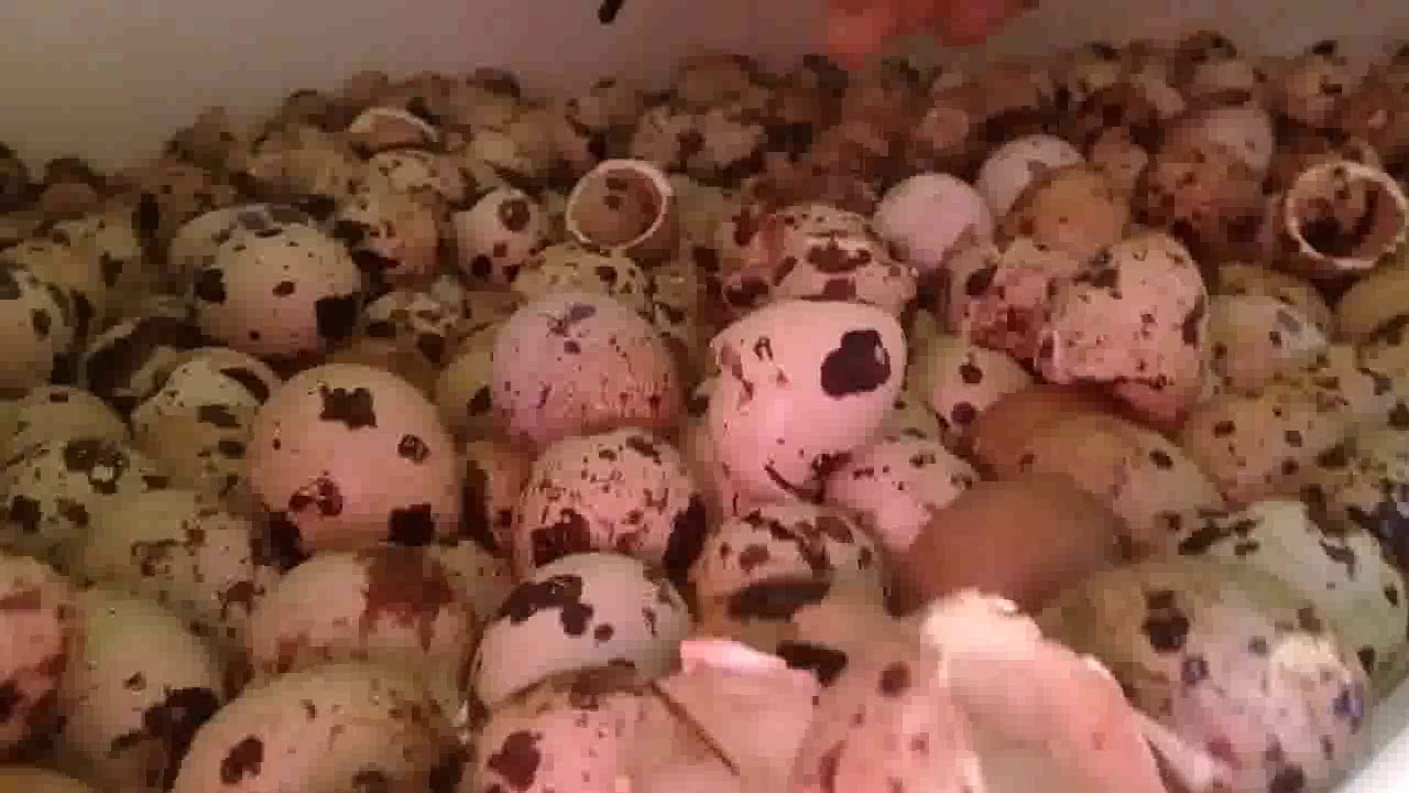 Experiencia co a chocadeira de 280 pra 500 ovos de codornas  e sem rolagem  38 video