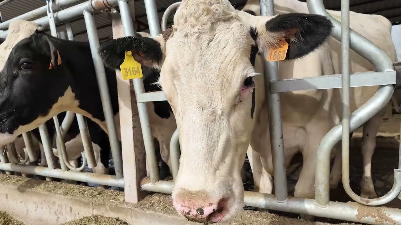 🌿💉 19 İlçemizde İlkbahar Şap Aşılama Seferberliği Başladı!