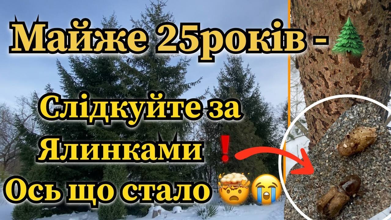 10 метрові - Ялинки довелось зрубати🤯. Короїд поруч❗️