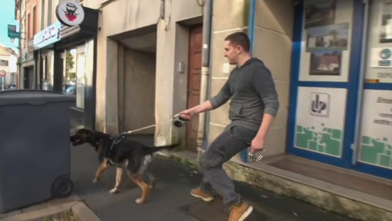 ANIMAL TYRAN : Comment gérer un animal agressif ?