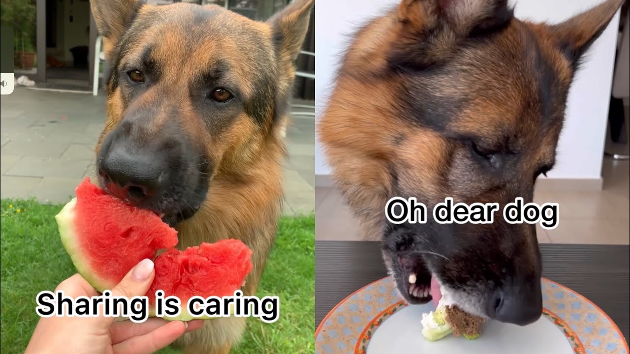 German Shepherd tries different fruit and veggies