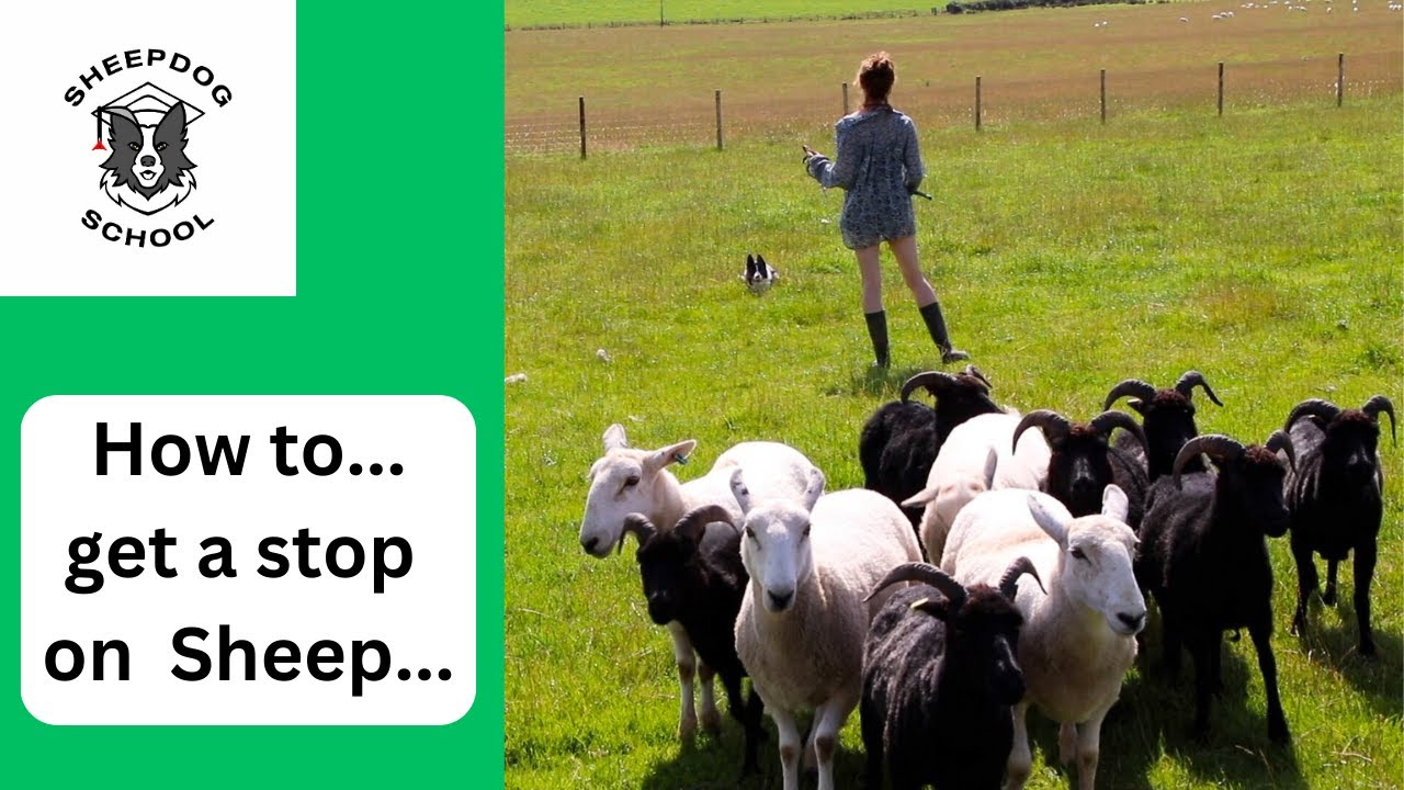 Getting a stop on sheep...with Sheepdog School